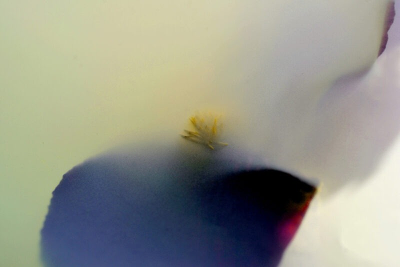 photographie d'art de bertil hansson sur le site de vente en ligne de la galerie 22