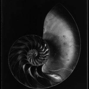 black and white photograph by jean-philippe pernot available in the gallery's store 22.